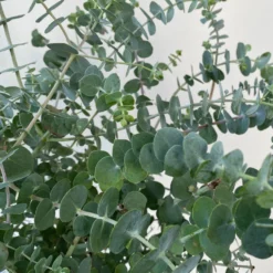 Eukalyptus 'Baby Blue', Busch, Topf-Ø 20 Cm 11 Eukalyptus 'Baby Blue', Busch, Topf-Ø 20 Cm -Garten Saat Verkäufe 0680400059 Eukalyptus gunnii Busch T20 Baby Blue WS 5 98460