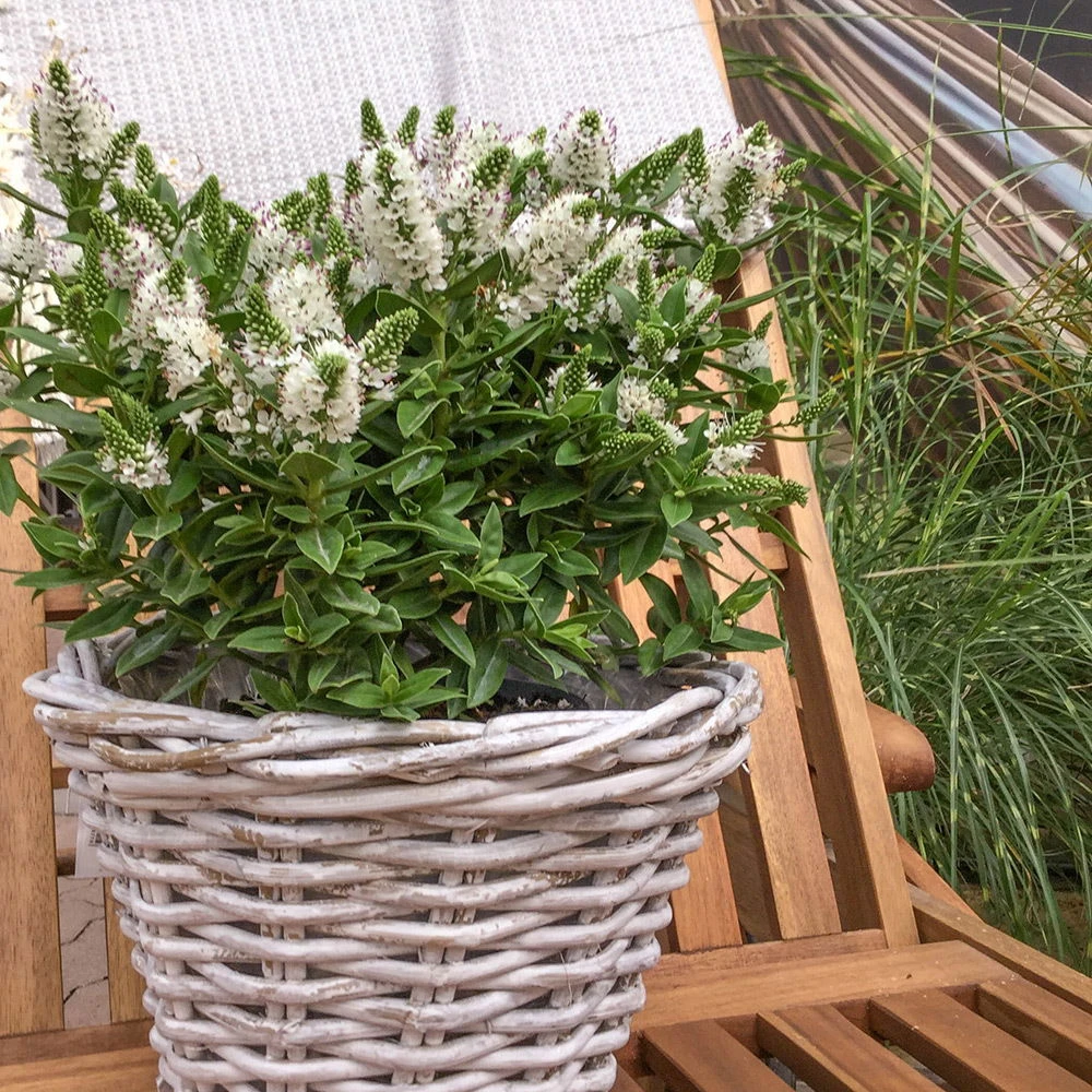 Hebe Weiß, Topf-Ø 19 Cm, 2er-Set 4 Hebe Weiß, Topf-Ø 19 Cm, 2er-Set – Bild 2