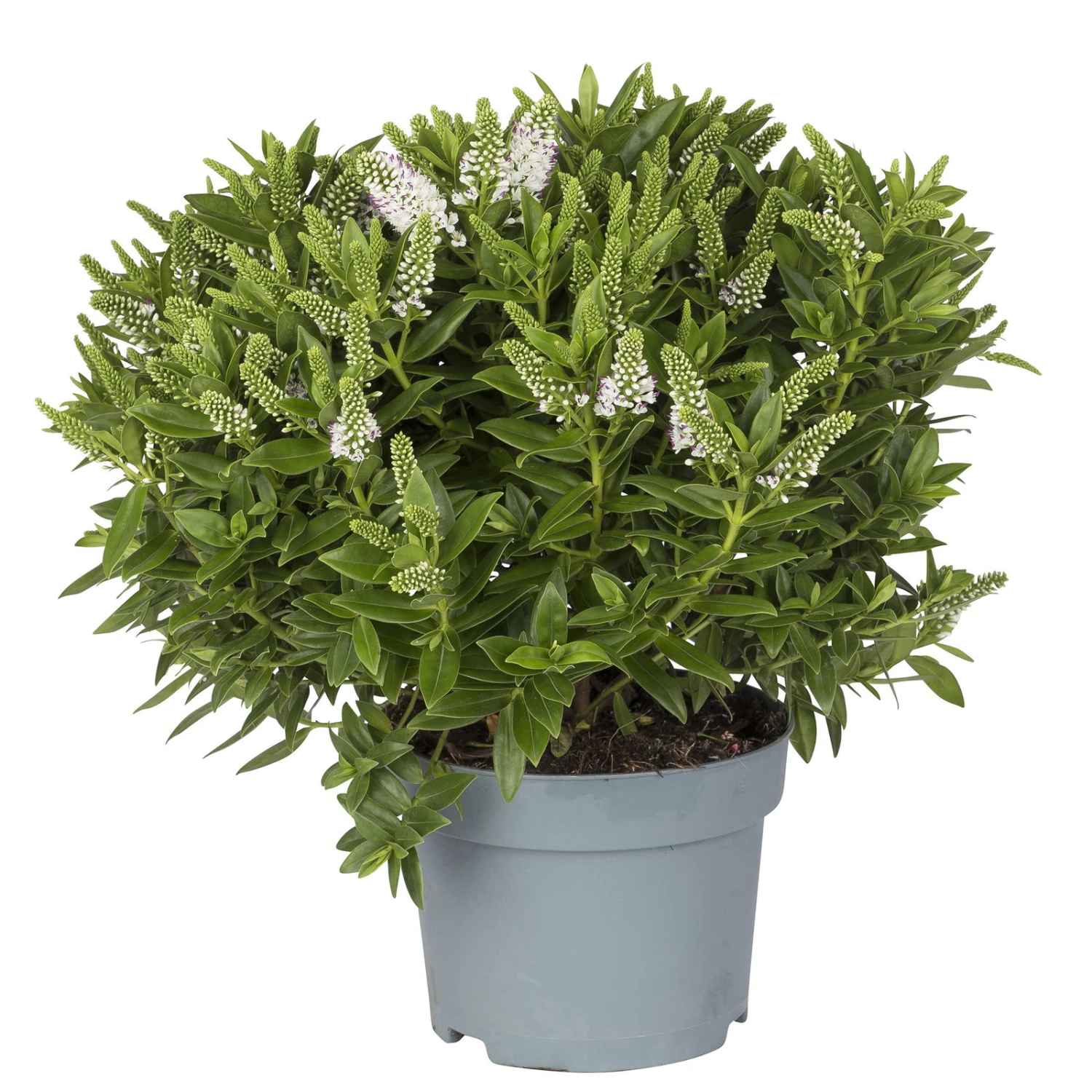 Hebe Weiß, Topf-Ø 19 Cm, 2er-Set 3 Hebe Weiß, Topf-Ø 19 Cm, 2er-Set