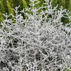 Mixtopf 'Silberstruktur', 3er-Set, Grau-silber, Topf 13 Cm Ø -Garten Saat Verkäufe 0690100135 Calocephalus brownii 12 13cm Topf 01 43993