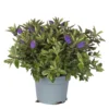 Hebe Blau, Topf-Ø 19 Cm, 2er-Set -Garten Saat Verkäufe 0690100202 koelle hebe t19 blau anna 1 1 68822