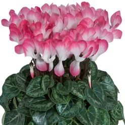 Alpenveilchen 'Indiaka® Geflammt, Farben Zufällig, Topf-Ø 12 Cm, 6er-Set 13 Alpenveilchen 'Indiaka® Geflammt, Farben Zufällig, Topf-Ø 12 Cm, 6er-Set -Garten Saat Verkäufe 0690100290 koelle Cyclame Indiaka Salmon geflammt 6er Set 79801