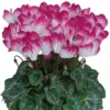 Alpenveilchen 'Indiaka® Magenta-weiß Geflammt, Topf-Ø 12 Cm, 6er-Set -Garten Saat Verkäufe 0690100293 Koelle Cyclame Indiaka Magenta geflammt 6er Set 79804 1