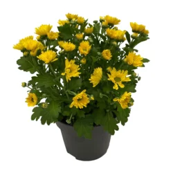 Chrysanthemen 'Swifty', Farben Zufällig, Topf-Ø 12 Cm, 6er-Set -Garten Saat Verkäufe 0690110158 Chrysanthemum indicum Swifty T12 gelb 6er Set WS 2 95629