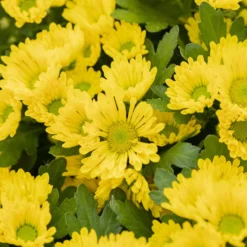 Chrysanthemen 'Swifty', Farben Zufällig, Topf-Ø 12 Cm, 6er-Set -Garten Saat Verkäufe 0690110158 Chrysanthemum indicum gelb Swifty 6er Set 2 79193