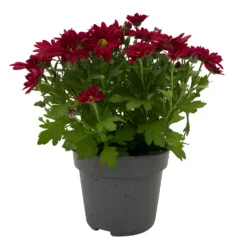 Chrysanthemen 'Swifty', Farben Zufällig, Topf-Ø 12 Cm, 6er-Set -Garten Saat Verkäufe 0690110160 Chrysanthemum indicum Swifty T12 rot 6er Set WS 1 95634