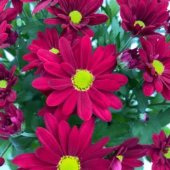 Chrysanthemen 'Swifty', Farben Zufällig, Topf-Ø 12 Cm, 6er-Set -Garten Saat Verkäufe 0690110160 Chrysanthemum indicum Swifty T12 rot 6er Set WS 4 95582