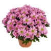 Chrysanthemen 'Swifty', Rosa, Topf-Ø 12 Cm, 6er-Set 2 Chrysanthemen 'Swifty', Rosa, Topf-Ø 12 Cm, 6er-Set -Garten Saat Verkäufe 0690110163 Chrysanthemum indicum Swifty T12 rosa 6er Set 1 95347