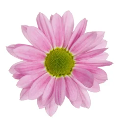 Chrysanthemen 'Swifty', Farben Zufällig, Topf-Ø 12 Cm, 6er-Set -Garten Saat Verkäufe 0690110163 Chrysanthemum indicum Swifty T12 rosa 6er Set 3 95348 1