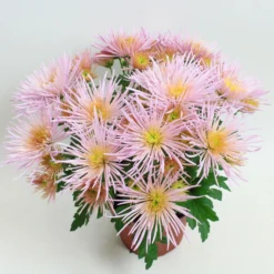 Chrysanthemen Spider Anansi™ Pink, Spinnenblütig, Topf 14 Cm Ø, 4er-Set