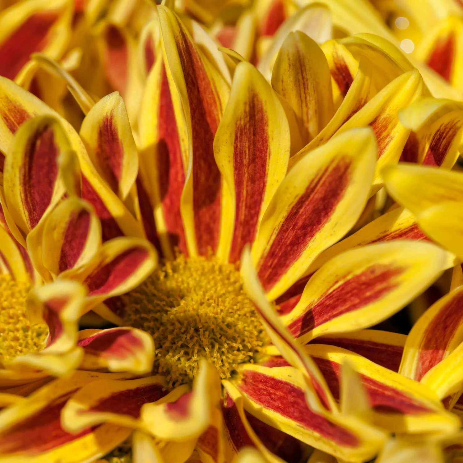 Chrysanthemen 'Rainbow Lake Worth' Gelb-rot Gestreift, Topf-Ø 14 Cm, 4er-Set 11 Chrysanthemen 'Rainbow Lake Worth' Gelb-rot Gestreift, Topf-Ø 14 Cm, 4er-Set – Bild 9