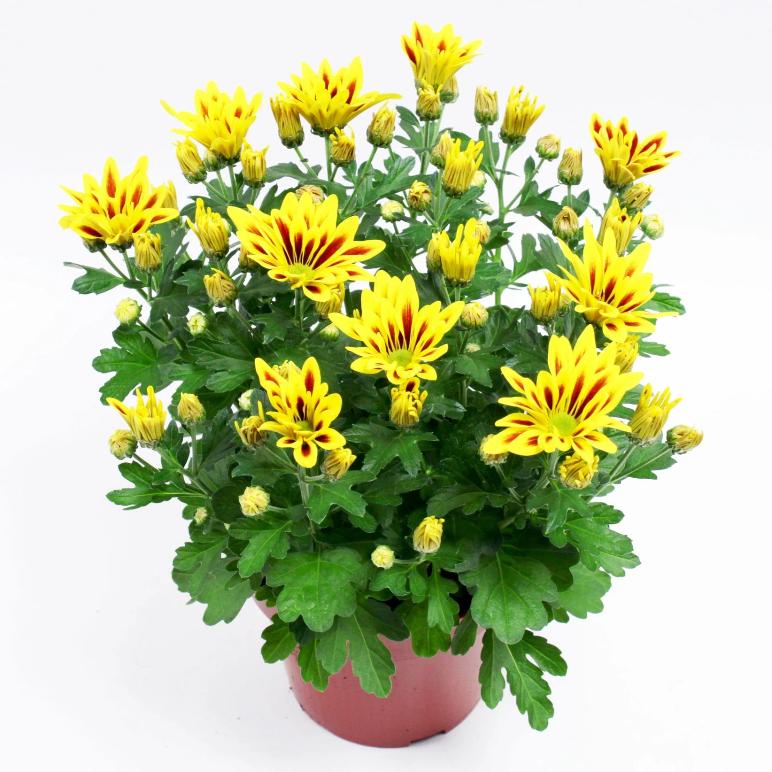 Chrysanthemen 'Rainbow Lake Worth' Gelb-rot Gestreift, Topf-Ø 14 Cm, 4er-Set 12 Chrysanthemen 'Rainbow Lake Worth' Gelb-rot Gestreift, Topf-Ø 14 Cm, 4er-Set – Bild 10