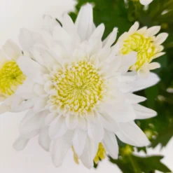 Chrysanthemen 'Chrysanne® Grandezza White', Weiß, Topf-Ø 13 Cm, 6er-Set 10 Chrysanthemen 'Chrysanne® Grandezza White', Weiß, Topf-Ø 13 Cm, 6er-Set -Garten Saat Verkäufe 0690110205 Koelle Chrysanthemum indicum Chrysanne Grandezza White Set 6 16 81524