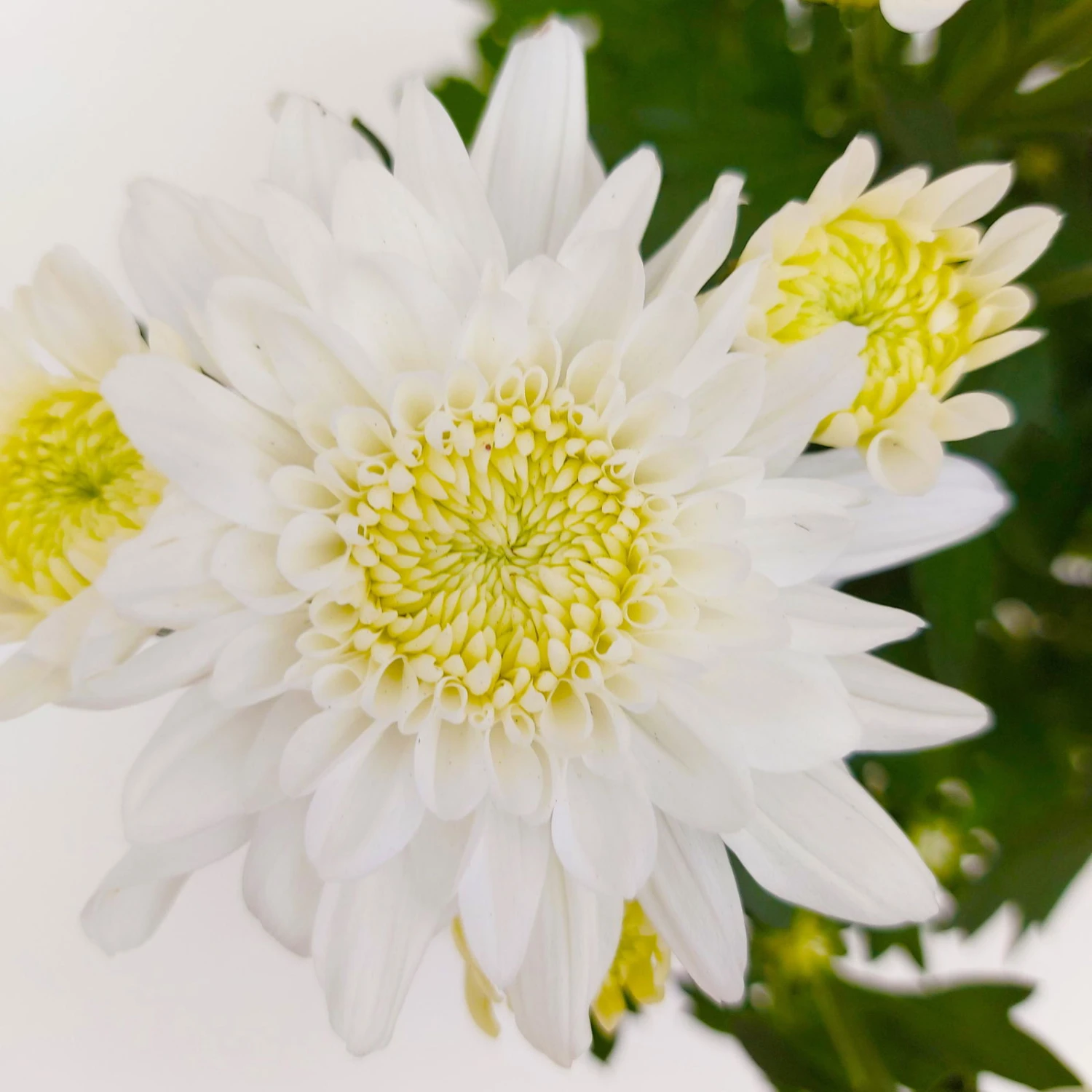 Chrysanthemen 'Chrysanne® Grandezza White', Weiß, Topf-Ø 13 Cm, 6er-Set 5 Chrysanthemen 'Chrysanne® Grandezza White', Weiß, Topf-Ø 13 Cm, 6er-Set – Bild 3
