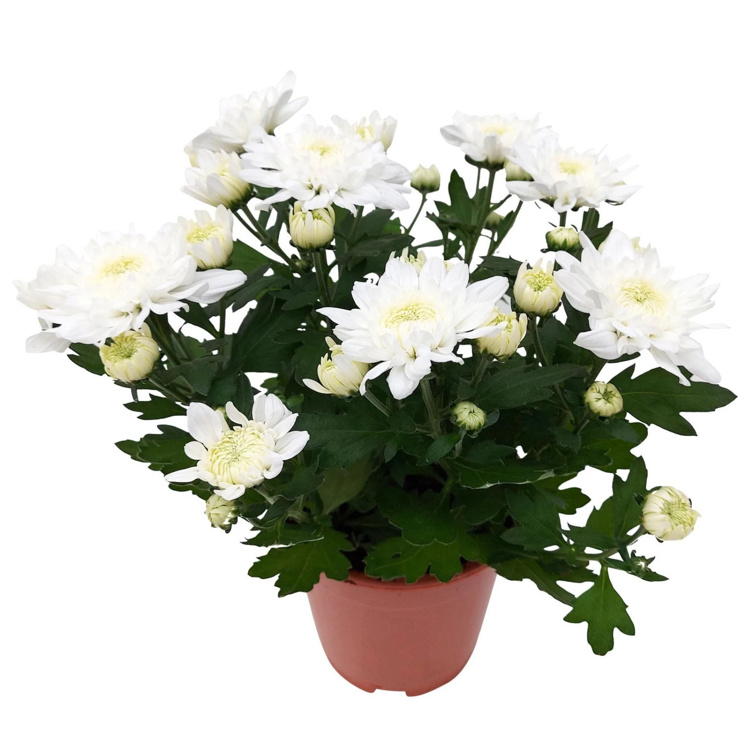 Chrysanthemen 'Chrysanne® Grandezza White', Weiß, Topf-Ø 13 Cm, 6er-Set 4 Chrysanthemen 'Chrysanne® Grandezza White', Weiß, Topf-Ø 13 Cm, 6er-Set – Bild 2