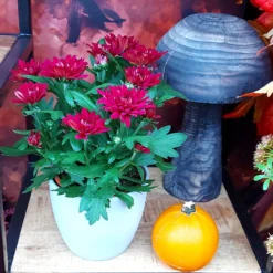 Chrysanthemen 'Chrysanne® Grandezza Red', Rot, Topf-Ø 13 Cm, 6er-Set -Garten Saat Verkäufe 0690110206 Chrysantheme Grandezza rot image001 81530