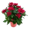 Chrysanthemen 'Chrysanne® Grandezza Red', Rot, Topf-Ø 13 Cm, 6er-Set -Garten Saat Verkäufe 0690110206 Chrysantheme Grandezza rot image006 81526