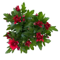 Chrysanthemen 'Chrysanne® Grandezza Red', Rot, Topf-Ø 13 Cm, 6er-Set -Garten Saat Verkäufe 0690110206 Chrysantheme Grandezza rot image007 81527