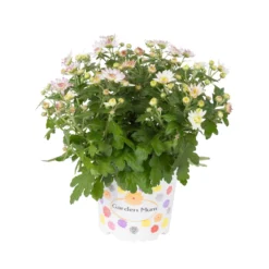 Chrysanthemen, Rosa, Topf-Ø 12 Cm, 6er-Set