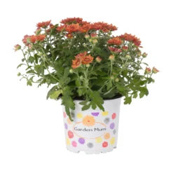 Chrysanthemen, Bronze, Topf-Ø 12 Cm, 6er-Set