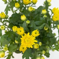 Chrysanthemen, Farben Nach Verfügbarkeit, Topf-Ø 10,5 Cm, 8er-Set 17 Chrysanthemen, Farben Nach Verfügbarkeit, Topf-Ø 10,5 Cm, 8er-Set -Garten Saat Verkäufe 0690120041 Chrysanthemum multiflora gelb 8er Set 5 112603