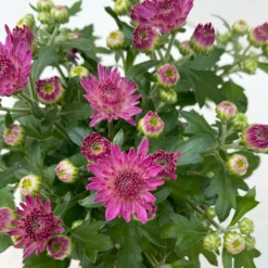 Chrysanthemen, Farben Nach Verfügbarkeit, Topf-Ø 10,5 Cm, 8er-Set 20 Chrysanthemen, Farben Nach Verfügbarkeit, Topf-Ø 10,5 Cm, 8er-Set -Garten Saat Verkäufe 0690120042 Chrysanthemum multiflora 8er Set lila 9 112606