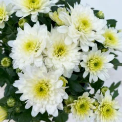 Chrysanthemen Weiß, Topf-Ø 10,5 Cm, 8er-Set 9 Chrysanthemen Weiß, Topf-Ø 10,5 Cm, 8er-Set -Garten Saat Verkäufe 0690120045 Chrysanthemum multiflora 8er Set weiss 5 112611