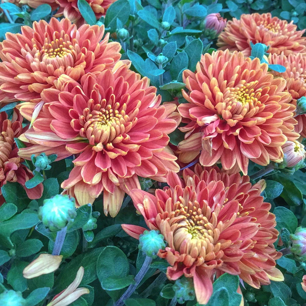 Chrysanthemen-Busch, Bronze, Topf-Ø 19 Cm, 3er-Set 3 Chrysanthemen-Busch, Bronze, Topf-Ø 19 Cm, 3er-Set