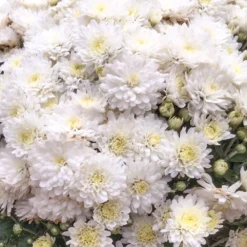 Chrysanthemen-Busch, Weiß, Topf-Ø 19 Cm, 3er-Set