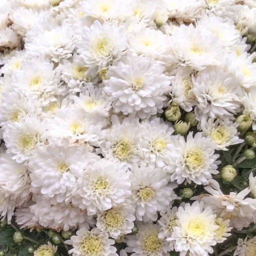 Chrysanthemen-Busch, Weiß, Topf-Ø 19 Cm, 3er-Set 5 Chrysanthemen-Busch, Weiß, Topf-Ø 19 Cm, 3er-Set -Garten Saat Verkäufe 0690130088 koelle chrysanthemen multiflora busch t19 weiss durchmesser 40cm 68807