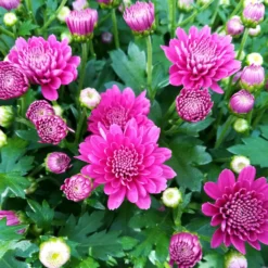 Chrysanthemen-Busch, Lila-rosa-weiß, Topf-Ø 19 Cm, 3er-Set 14 Chrysanthemen-Busch, Lila-rosa-weiß, Topf-Ø 19 Cm, 3er-Set -Garten Saat Verkäufe 0690130121 Chrysanthemum multiflora Buesche lila image003 79584