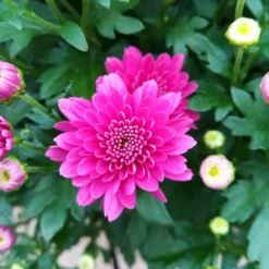 Chrysanthemen-Busch, Lila-rosa-weiß, Topf-Ø 19 Cm, 3er-Set 15 Chrysanthemen-Busch, Lila-rosa-weiß, Topf-Ø 19 Cm, 3er-Set -Garten Saat Verkäufe 0690130121 Chrysanthemum multiflora Buesche lila image005 79583