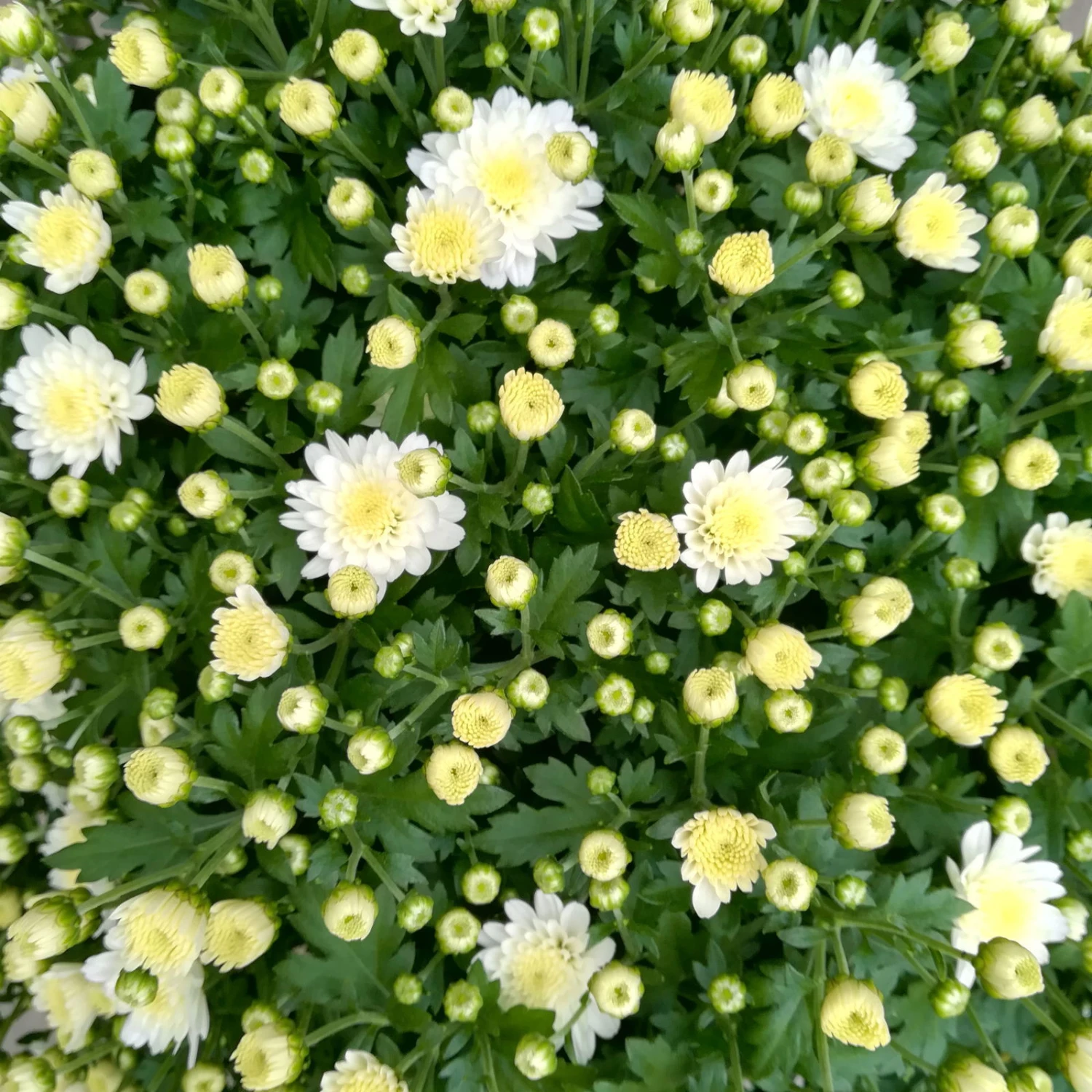 Chrysanthemen-Busch, Weiß, Topf-Ø 19 Cm, 3er-Set 6 Chrysanthemen-Busch, Weiß, Topf-Ø 19 Cm, 3er-Set – Bild 4