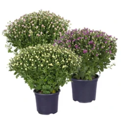 Chrysanthemen-Busch, Lila-rosa-weiß, Topf-Ø 19 Cm, 3er-Set