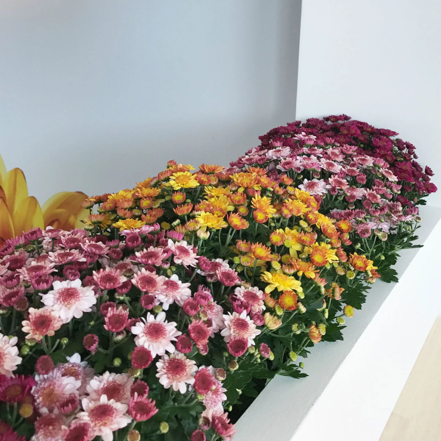 Chrysanthemen 'Amarena Pink', Rosa-pink, Topf-Ø 14 Cm, 4er-Set 5 Chrysanthemen 'Amarena Pink', Rosa-pink, Topf-Ø 14 Cm, 4er-Set – Bild 3