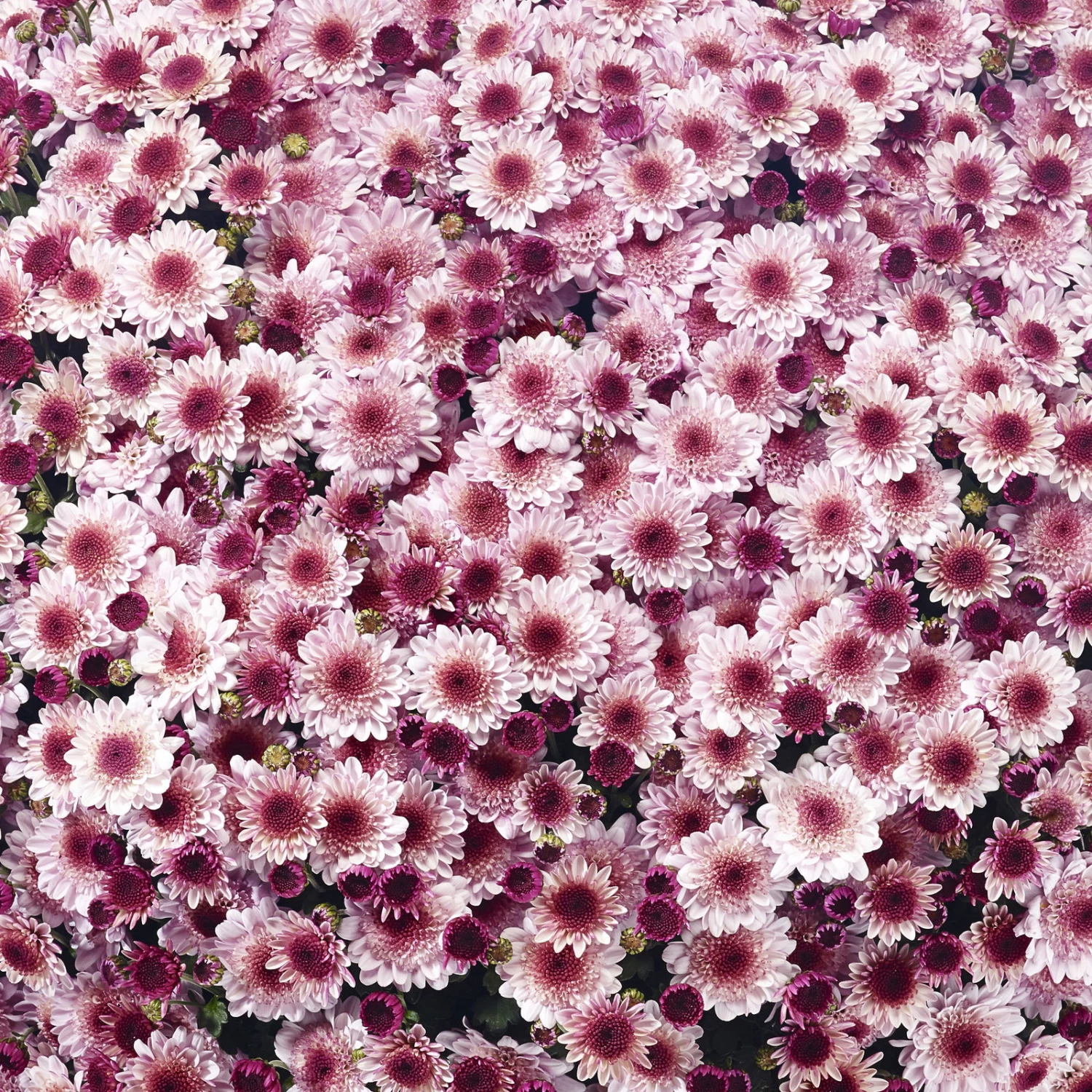 Chrysanthemen 'Amarena Pink', Rosa-pink, Topf-Ø 14 Cm, 4er-Set 4 Chrysanthemen 'Amarena Pink', Rosa-pink, Topf-Ø 14 Cm, 4er-Set – Bild 2