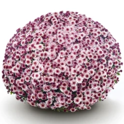 Chrysanthemen 'Amarena Pink', Rosa-pink, Topf-Ø 14 Cm, 4er-Set