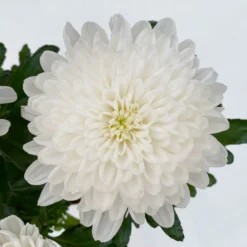 Chrysantheme 'Zembla Next White' Weiß, Großblumig, Topf-Ø 13 Cm, 3er-Set