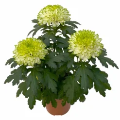Chrysantheme 'Chrysanne® Zembla Next Lime' Grün-weiß Großbl. Topf-Ø 13cm 3er-Set -Garten Saat Verkäufe 0690140098 0690140099 Chrysanthemum Zembla T13 limone Next Lime 4 115293