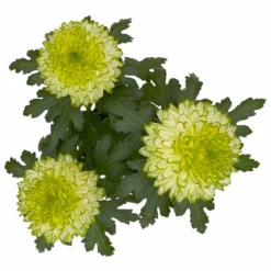 Chrysantheme 'Chrysanne® Zembla Next Lime' Grün-weiß Großbl. Topf-Ø 13cm 3er-Set -Garten Saat Verkäufe 0690140098 0690140099 Chrysanthemum Zembla T13 limone Next Lime 5 115294
