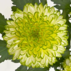 Chrysantheme 'Chrysanne® Zembla Next Lime' Grün-weiß Großbl. Topf-Ø 13cm 3er-Set -Garten Saat Verkäufe 0690140098 0690140099 Chrysanthemum Zembla T13 limone Next Lime 6 115115