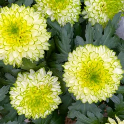 Chrysantheme 'Chrysanne® Zembla Next Lime' Grün-weiß Großbl. Topf-Ø 13cm 3er-Set -Garten Saat Verkäufe 0690140098 0690140099 Chrysanthemum Zembla T13 limone Next Lime 9 115114