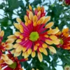 Chrysanthemen 'Splash Energy', Rot-gelb, Topf-Ø 14 Cm, 4er-Set -Garten Saat Verkäufe 0690150172 Chrysanthemum indicum T14 Splash Energy 4er Set 11 114147