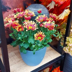 Chrysanthemen 'Splash Energy', Rot-gelb, Topf-Ø 14 Cm, 4er-Set -Garten Saat Verkäufe 0690150172 Chrysanthemum indicum T14 Splash Energy 4er Set 15 114150