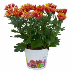 Chrysanthemen 'Splash Energy', Rot-gelb, Topf-Ø 14 Cm, 4er-Set -Garten Saat Verkäufe 0690150172 Chrysanthemum indicum T14 Splash Energy 4er Set 2 114184