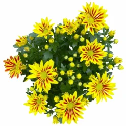 Chrysanthemen 'Rainbow Lake Worth' Gelb-rot Gestreift, Topf-Ø 14 Cm, 4er-Set 17 Chrysanthemen 'Rainbow Lake Worth' Gelb-rot Gestreift, Topf-Ø 14 Cm, 4er-Set -Garten Saat Verkäufe 0690150204 Chrysanthemum indicum T14 Rainbow Lake Worth gel rot 4er Set 13 114119