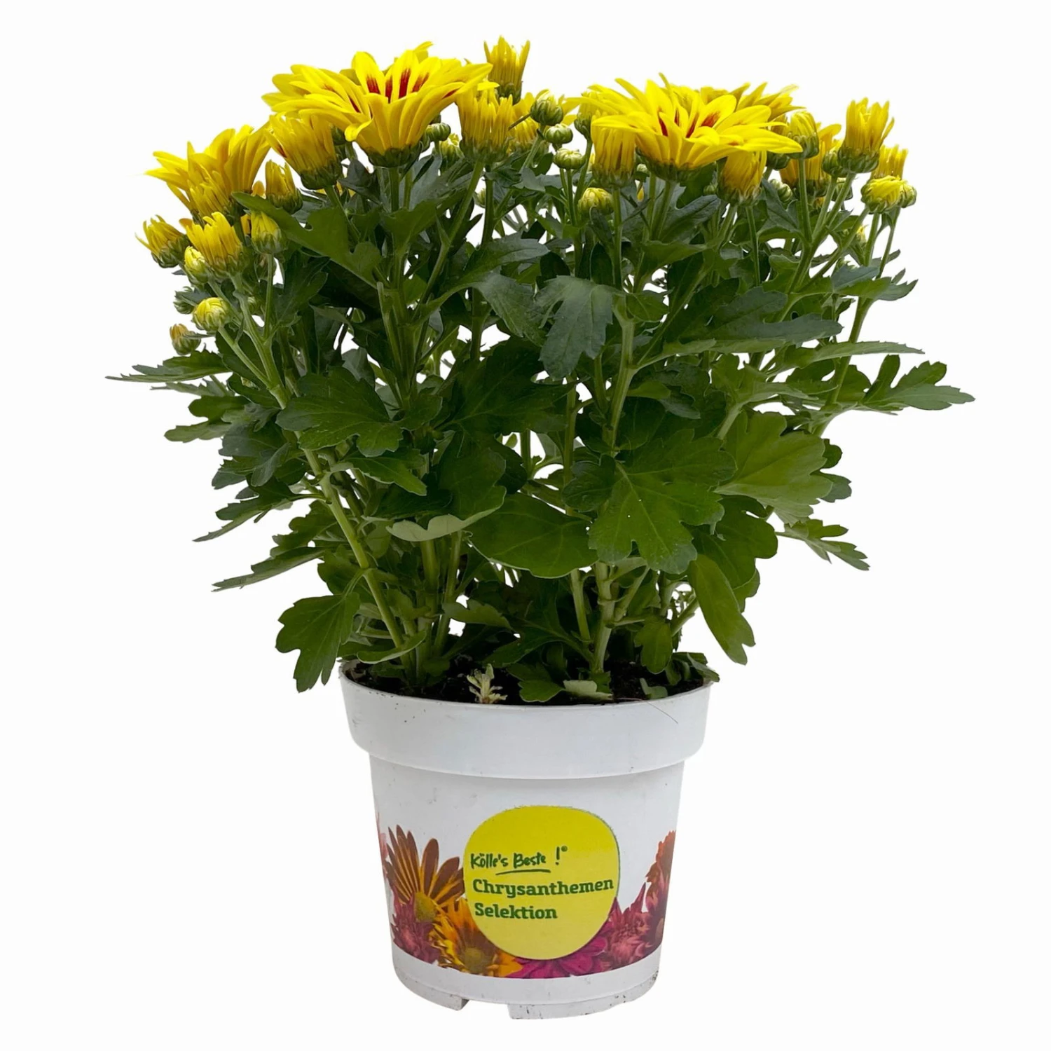 Chrysanthemen 'Rainbow Lake Worth' Gelb-rot Gestreift, Topf-Ø 14 Cm, 4er-Set 5 Chrysanthemen 'Rainbow Lake Worth' Gelb-rot Gestreift, Topf-Ø 14 Cm, 4er-Set – Bild 3