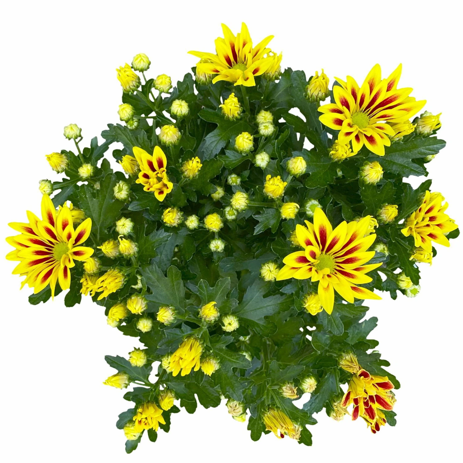 Chrysanthemen 'Rainbow Lake Worth' Gelb-rot Gestreift, Topf-Ø 14 Cm, 4er-Set 8 Chrysanthemen 'Rainbow Lake Worth' Gelb-rot Gestreift, Topf-Ø 14 Cm, 4er-Set – Bild 6