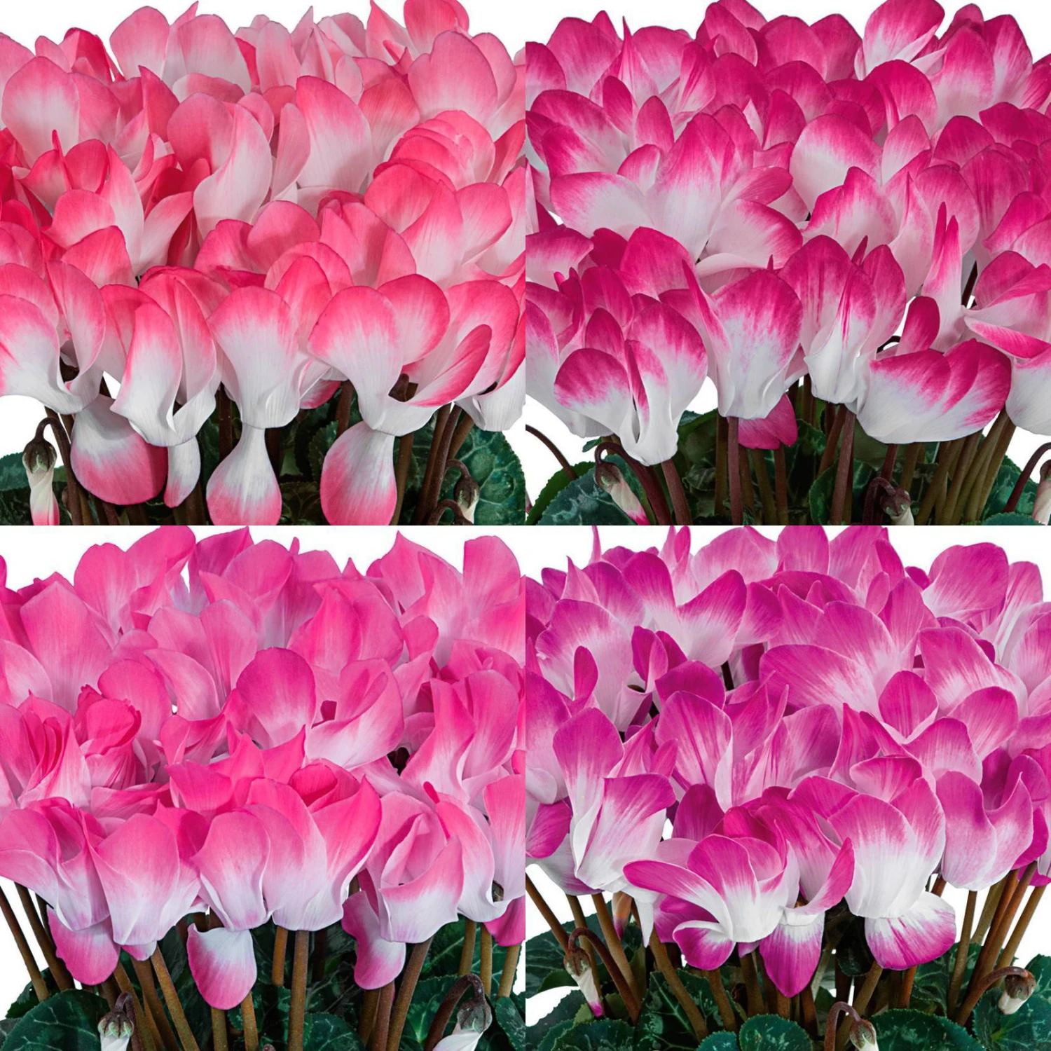 Alpenveilchen 'Indiaka® Geflammt, Farben Zufällig, Topf-Ø 12 Cm, 6er-Set 3 Alpenveilchen 'Indiaka® Geflammt, Farben Zufällig, Topf-Ø 12 Cm, 6er-Set