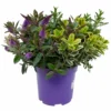 Hebe 'Quattro', Bunt, Topf-Ø 23 Cm, Höhe Ca. 40 Cm -Garten Saat Verkäufe 0690190020 Hebe Addenda T23 Quattro 1 114127